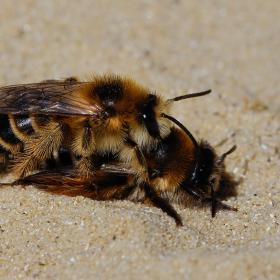 Un accouplement de deux individus de Dasypoda hirtipes à la sablière